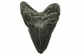 Bargain, Megalodon Tooth - South Carolina #375979-1